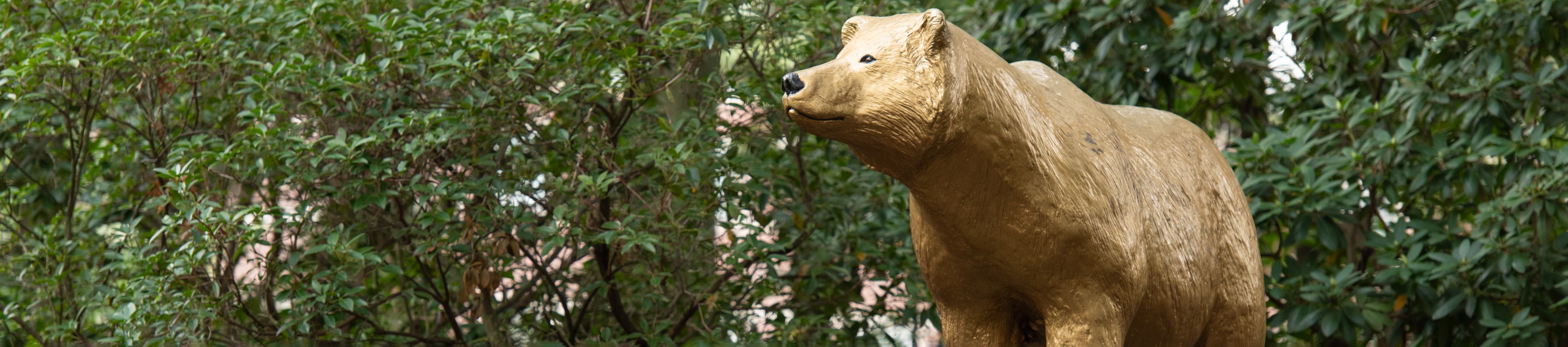 Golden Bear statue on campus